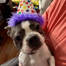 Boston Terrier Puppies from Boston Kup Breeders