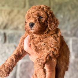 Pink Collar - Red  female Goldendoodle puppy in Sheldon, Vermont from Ole Poor Farm