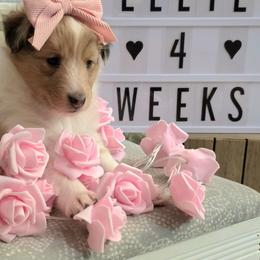 Justice - Sable merle and white female Shetland Sheepdog puppy in Wapello, Iowa from Willow Rayne shelties and more