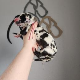 Pink Collar - Harlequin female Great Dane puppy in Alton, Illinois from Show Me Great Danes and Basset Hounds