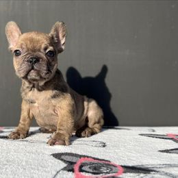 "Female" French Bulldog Puppies from Pacific Bulldogs