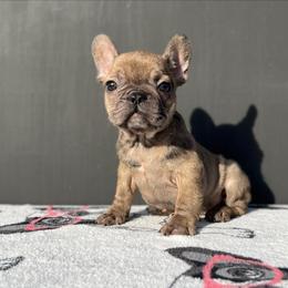 "Female" French Bulldog Puppies from Pacific Bulldogs