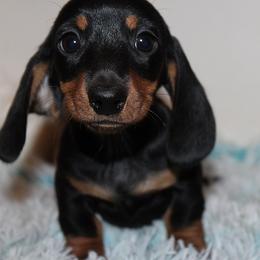 Girl 2 - Black and tan female Dachshund puppy in Craig, Colorado from Rocky Mountain Shih Tzus and Dry Creek Miniature Dachshunds
