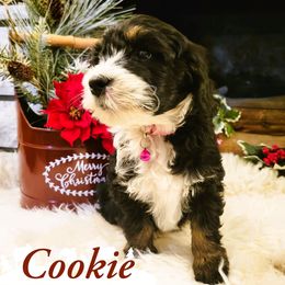 Cookie - Tri-color female Bernedoodle puppy in Bountiful, Utah from Abidoodles