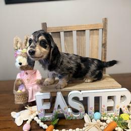 Paisley - Dapple female Dachshund puppy in Dawson, Alabama from Bells Dashing Dachshunds