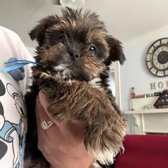 Blue - Black and tan male Shorkie puppy in Albemarle, North Carolina from Wilson Kennel