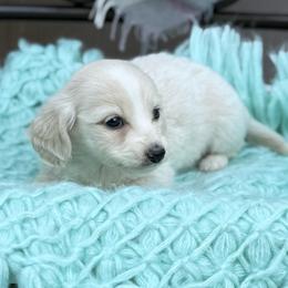 Long Hair Clear Cream RUSSIAN - Cream male Dachshund puppy in Decatur, Mississippi from KP Dachshunds
