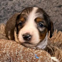 Sherry - Dapple female Dachshund puppy in Bigfork, Minnesota from Dachshunds Up North