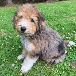Aussiedoodle and Poodle Puppies from Arena Valley Acres LLC