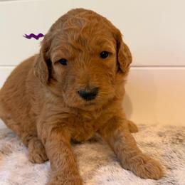 Purple Collar Girl - Red  female Goldendoodle puppy in San Augustine, Texas from Vintage Doodles