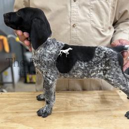 Shoeless Grey collar - Black roan male German Shorthaired Pointer puppy in Six Mile, South Carolina from The Proper Pointer Co.