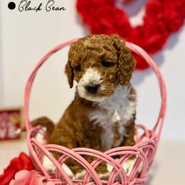 Black Bean - Red  male Goldendoodle puppy in Spokane Valley, Washington from Mini Golden doodle Inland Northwest