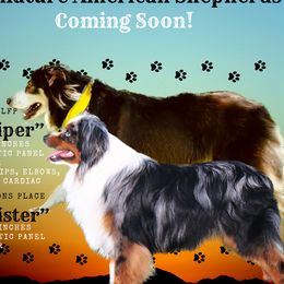 Miniature Australian Shepherd puppies from Lee Family Puppies