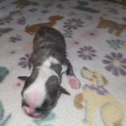 Shihpoo and Shih Tzu Puppies from Gemstone Puppies
