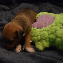 Boy 3 - Rat Terrier puppy from DHart Farm & Kennel