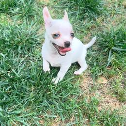 Olaf (16th we are going to Utah can deliver anywhere in between) - White male Chihuahua puppy in Seneca, Missouri from Stephanie’s Puppy Colony