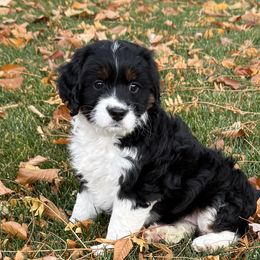 Indy - Tri-color female Bernedoodle puppy in Las Vegas, Nevada from Perfect Bernedoodles