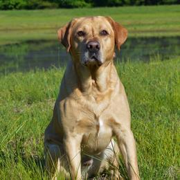 Twitch - Labrador Retriever