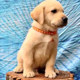 Rainier - Yellow male Labrador Retriever puppy in Marietta, South Carolina from Trust in the Lord Labradors