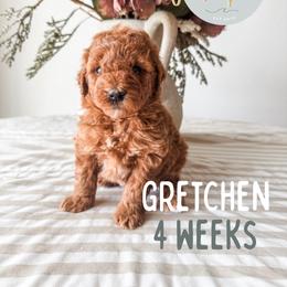 Gretchen - Red  female Goldendoodle puppy in Jacksonville, Florida from First Coast Goldendoodles