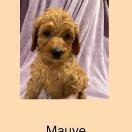 Mauve - Red female Irish Doodle puppy in Harrisburg, Arkansas from Ransone’s Ridge Runners Poodles and Doodles