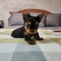 Grunt - Black and tan male Yorkshire Terrier puppy in Sidney, Ohio from Little Yorkie World