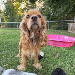 Bailey - Buff female Cocker Spaniel puppy in Ellenboro, North Carolina from Chantels Spaniels