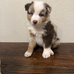Pink collar - Red merle female Australian Shepherd puppy in Buckeye, Arizona from Wranglin Farms
