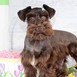 Maizee - Miniature Schnauzer