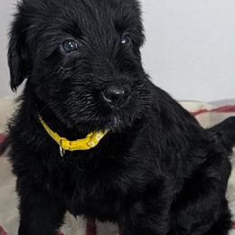 Giant Schnauzers from Princess Vivi Giant Schnauzer