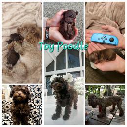Poodle Puppies from Caboodles Of Poodles