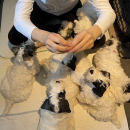 Sealyham Terrier Puppies from Alibi Sealyham Terriers