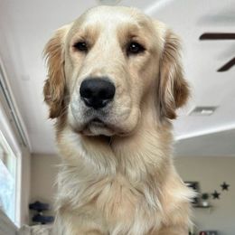 Peaches - Golden Retriever