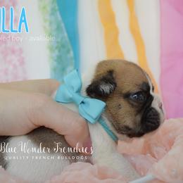 Vanilla - Fawn and white male French Bulldog puppy in Loxahatchee, Florida from Blue Wonder Frenchies