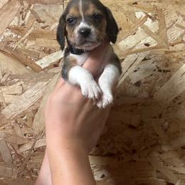 Charcoal - Black white and tan male Beagle puppy in St. Cloud, Minnesota from Beagle Blessings