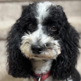 Paisley - Poodle