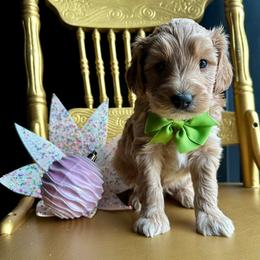 Bodhi - Red  male Goldendoodle puppy in Adolphus, Kentucky from Deerly Poodles