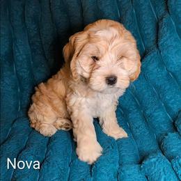 Nova Lee - Cream female Cockapoo puppy in Sunset, Louisiana from Cano Cockapoos