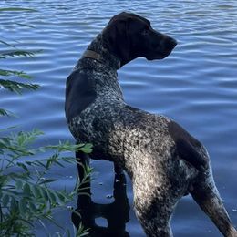 German Shorthaired Pointers from Durfee GSP's