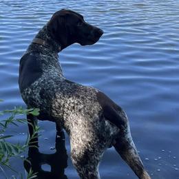 German Shorthaired Pointers from Durfee GSP's