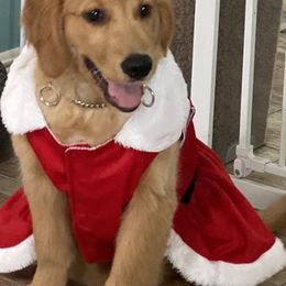 Golden Retrievers from Mollys Golden Retriever Creations