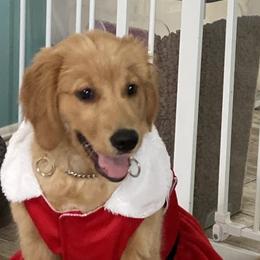 Golden Retrievers from Mollys Golden Retriever Creations