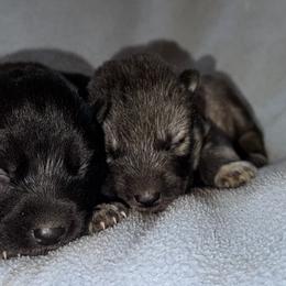 Wolf grey female - Agouti and white female Siberian Husky puppy in Doswell, Virginia from Shinko Siberians