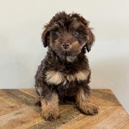Mocha - Phantom female Goldendoodle puppy in Horseshoe Bend, Idaho from Over the Moon Poodles and Doodles