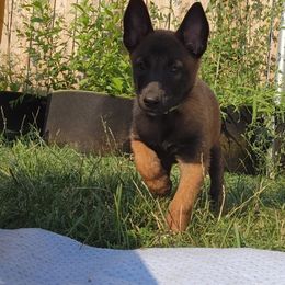 Belgian Malinois and Labrador Retriever Puppies from Wings of Freedom Retrievers and Malinois