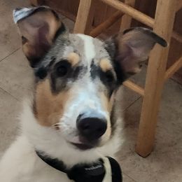 Collies from Reger Collies