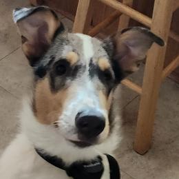 Collies from Reger Collies