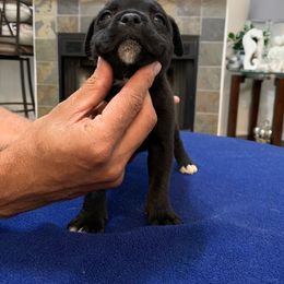 Staffordshire Bull Terrier Puppies from Miguel's Staffordshire Bull Terriers
