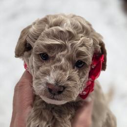 Scrappy - Red  male Goldendoodle puppy in Vernon, Texas from Sugarland's Texas Goldendoodles