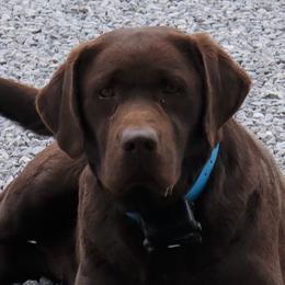 Skye - Labrador Retriever